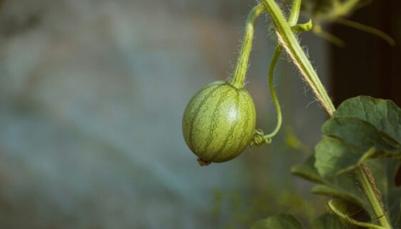 Watermelon plant backyar