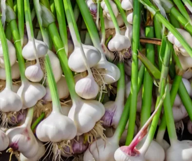 Garlic