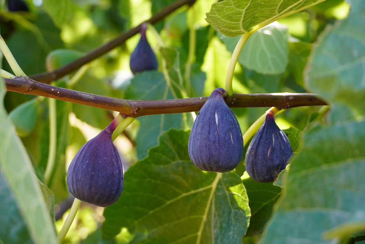 figs-7421484_1280